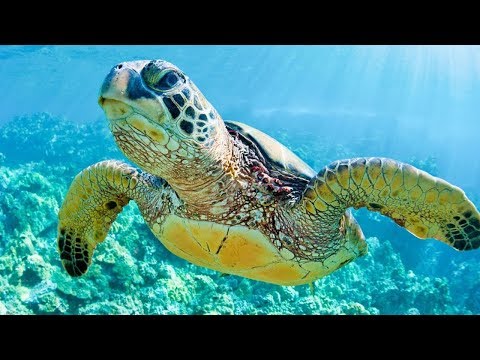 I like turtles...