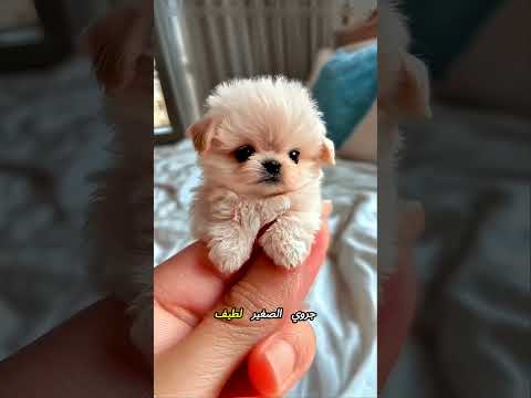 ماذا وجدوا داخل الغرفة؟ صدمة العمر! 😱