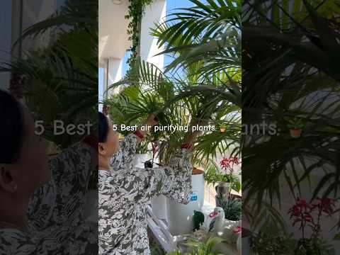 5 best air purifying plants to fight pollution 🪴 #plants #indooindoors #airpurifyingplants