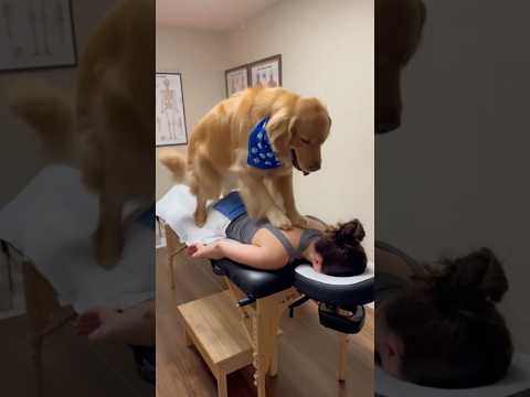 Golden Retriever Gives Professional Massage 🐕🐾😂