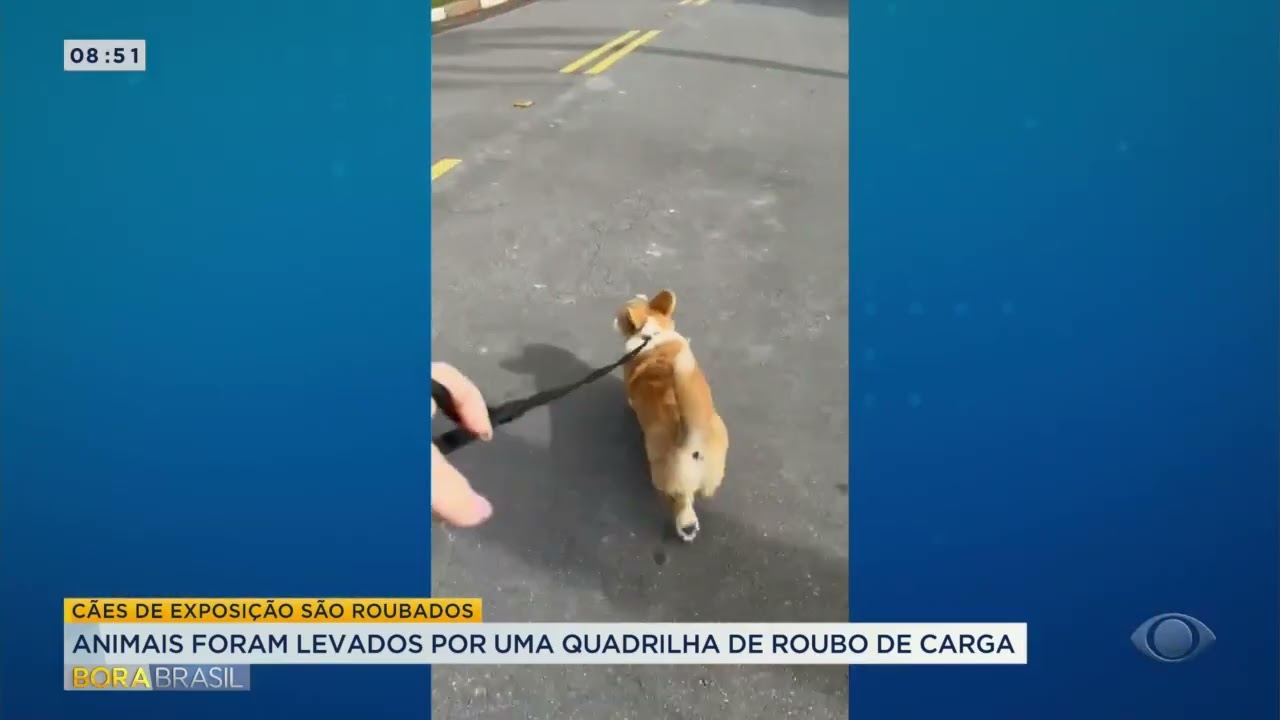 Quadrilha rouba van que levava cães de exposição