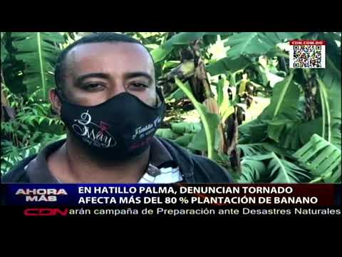 Denuncian tornado afectó más del 80% plantación de banano en Hatillo Palma