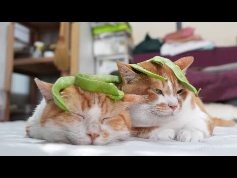 癒しと笑顔を届けるかわいいのせ猫動画の魅力 サムネイル