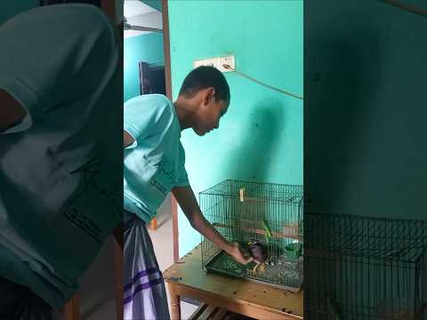 পাখিটা আমার ছেলের জন্য অনেক পাগল 🥰🦜 #foodchannel #foddielover #funnyanimal #foodforfoodies