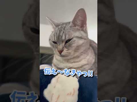 猫の動画サムネイル - スーパーイカ耳猫に構ってほしいパパwww #shorts #猫 #cat