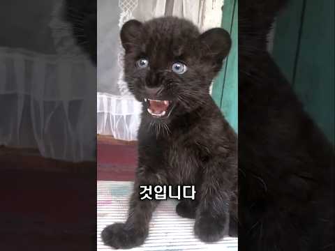 여성과 같이 살게 된 <strong>검은</strong> 표범