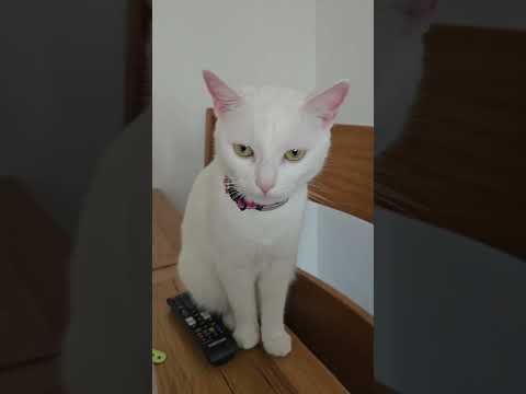 #киса #cat #красиваякошка #кот #моякошка #catlovers #shorts #юмор #приколы #позитив #shortvideo топ