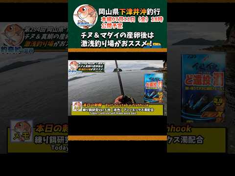 チヌ＆マダイの産卵後は激浅釣り場がおススメ！ #shorts