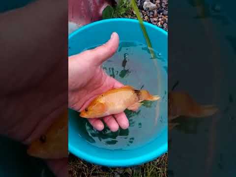 Золотую рыбку поймал житель Кожевниковского района. Видео: Максим Валуйских