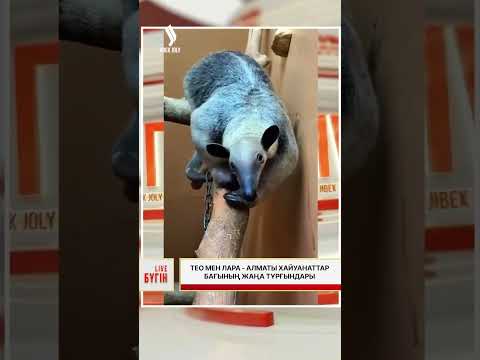 Тео мен Лара - Алматы хайуанаттар бағының жаңа тұрғындары