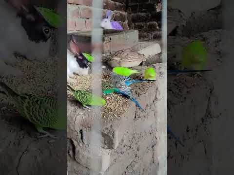 #rabbit #alahazratkalambyowaisrazaqadri