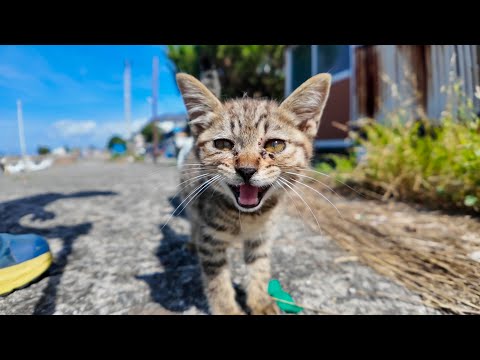 猫島の漁港で出会った子猫が可愛すぎて癒される
