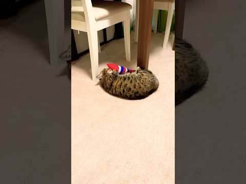 四男家のにゃんこルルちゃん#shots #cat #モフ猫 #ジェネッタ #女の子 #上品 #かわいい 、