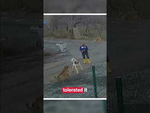 Kangal Charges On a Pitbull!