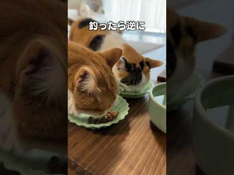 猫好き必見！『主釣り』猫あるあるソングとコミュニティ情報 サムネイル