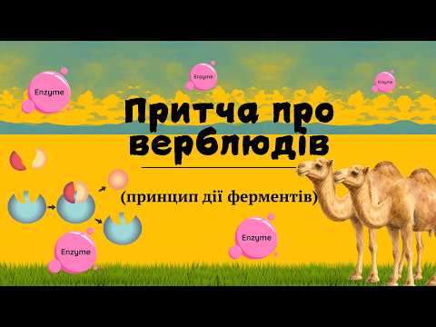 Притча про верблюдів (принцип дії ферментів)