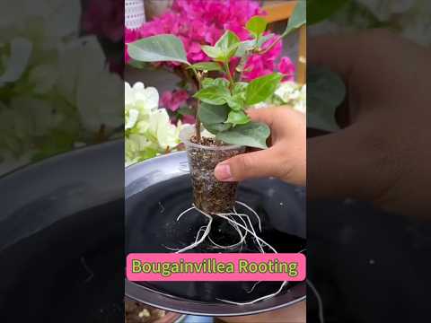 bougainvillea cutting kaise lagaye, 🤔 | #garden #bougainvillea #shorts #ytshorts #flowers