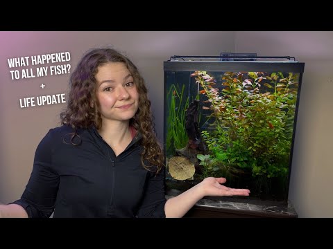 What REALLY Happened to My 500+ Fish? (700 Gallons Today, we’re heading to Big Al’s to pick up some new fish and plants for my 20-gallon planted ta