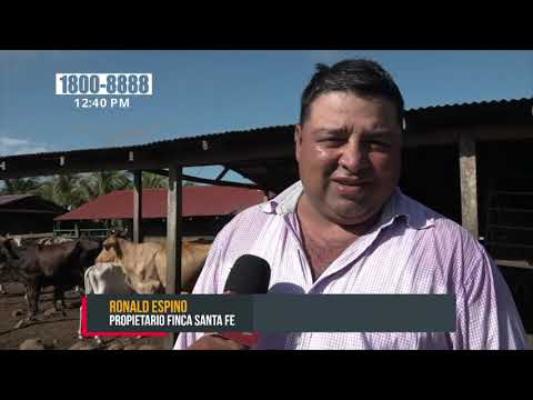 Resultados efectivos en el hato ganadero en Río San Juan - Nicaragua