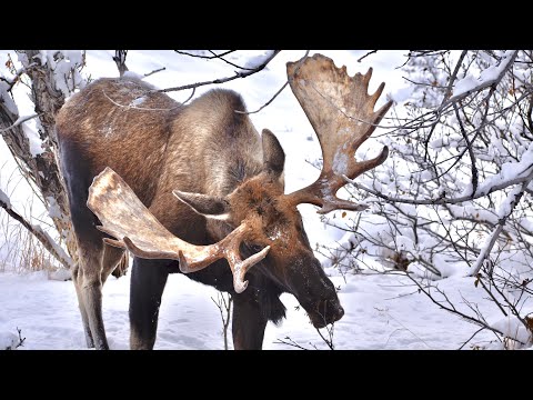Alaska Moose: Post Rut Sparring Clip