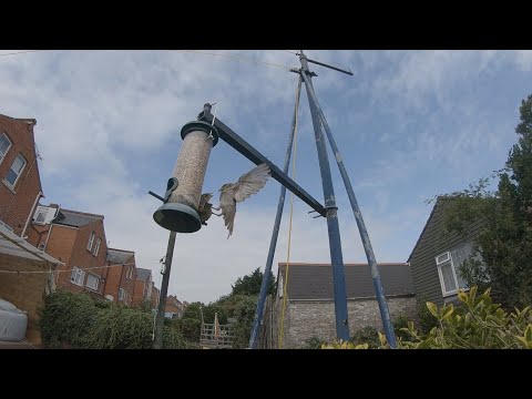 view 200 fps Sparrows fighting over the bird feeder High Speed Video