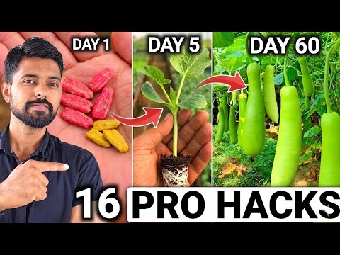 My 16 Hacks to Grow Bottle Gourd/Lauki at Home