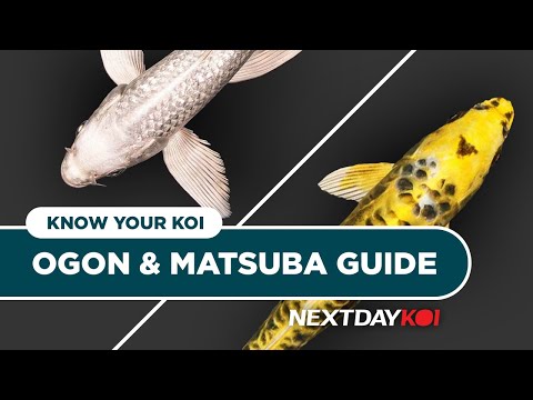 Ogon & Matsuba Koi | Know Your Koi Episode 6 | Nex First bred by the Aoki family in the 1940's, Ogon are a metallic solid-color koi. Add a net pattern,