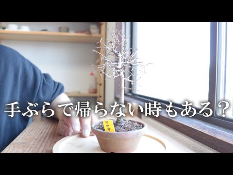購入した盆栽の紹介。イベントに行って、盆栽を買って帰ることもたまにはある！