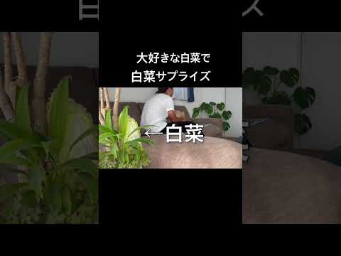 大好きな白菜で白菜サプライズ！