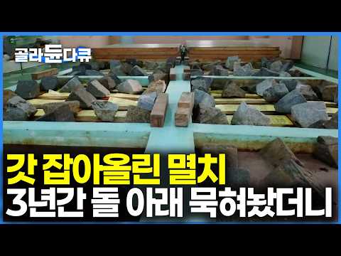 하루 생선만 12톤 갈아넣는다. 돌 아래서 3년 묵혔더니｜다른 나라는 따라잡을 수 없는 K-수출 상품｜액젓 공장 24시｜극한직업｜#골라듄다큐