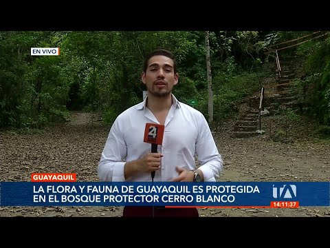 Flora y fauna endémica de Guayaquil se encuentra protegida en el bosque Cerro Blanco