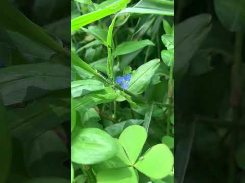 View grass flowers again 🌺🌿#sorts #beautiful #flowers