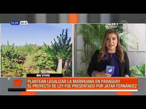 Plantean legalizar la marihuana en Paraguay