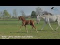 Show jumping horse Mooi merrie veulen van Wilfred