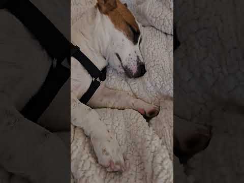 POV: When Your Childhood Dream Dog becomes a Reality