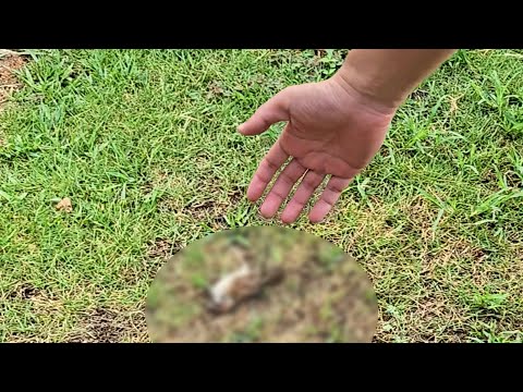 庭に弱っているスズメがいたので救助保護してみた結果...