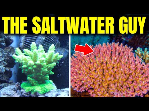 What Your Aquarium Says About You What is your personality if you have certain setups. We are going over them all in this video!

Don'