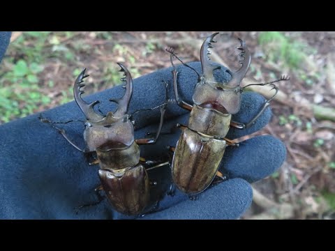 【地味で重要】新規ポイント開拓も兼ねて採集【ゆる採】