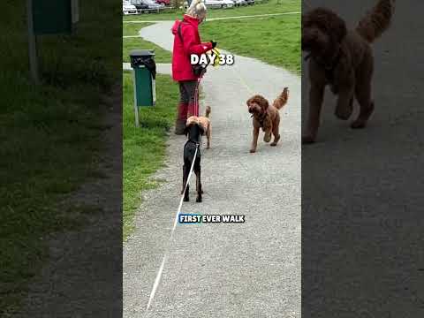 365 Days with a Doberman Puppy