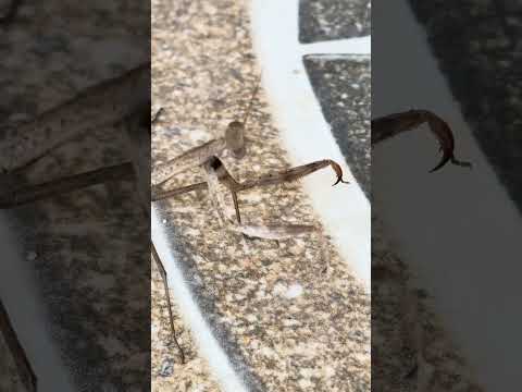 Mantis #nature #mantis #travel #views #wildlife #fyp #nepal 