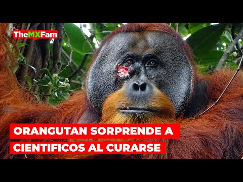 Orangután Sorprende a Científicos al Prepararse Ungüento para Curarse Herida | TheMXFam