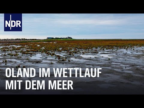 Steigender Meeresspiegel: Eine Hallig vor dem Aus? | Die Nordreportage | NDR Doku