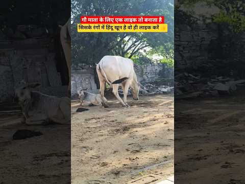 जय गौ माता 🙏 #trending #ekmotahathighumechala #foryou #duet #गौमाता #हिंदू