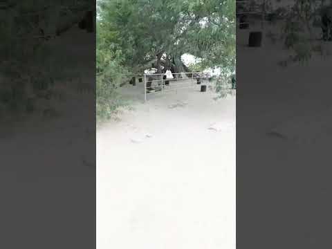 कितना प्यारा प्यारा है समा