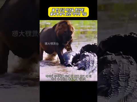 물속에서 사자를 건드린 <strong>악어</strong>!  결국 사자 무리의 복수를 당하다 #사자 #<strong>악어</strong> #야생동물