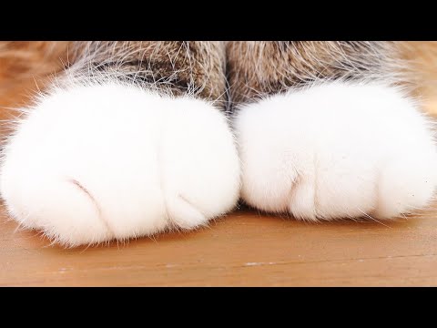 日向ぼっこでほかほかの肉まんが出来上がったねこ。-Maru's warm meat buns is ready in the sun.-