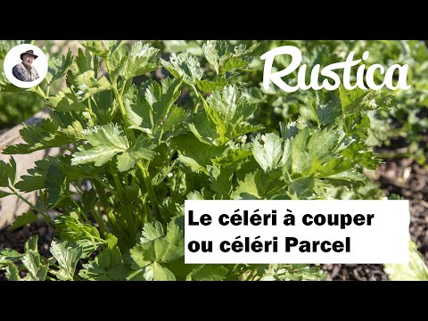 Réussir la culture du céleri à couper sous châssis ou en pot