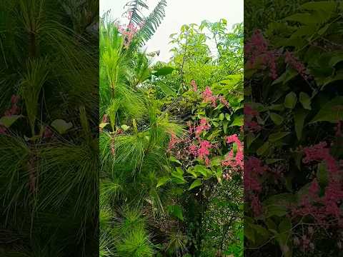 Cuộc đời đổi thay #shortvideo