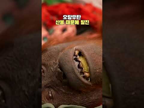 <strong>인도네시아</strong>, 서울 15배 면적 불탔다!