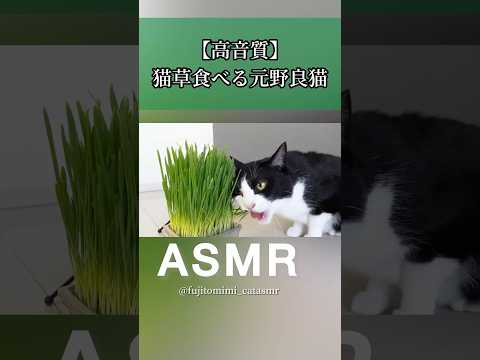 【ASMR】元野良猫が猫草をむしゃむしゃ食べる音が気持ち良すぎる🐱🌿